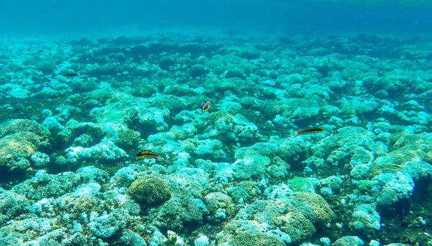 Snorkel en las bahías de Huatulco - Foto 5