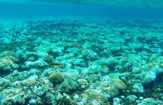 Snorkel in the Huatulco Bay - Foto 5