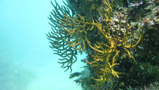 Snorkel en las bahías de Huatulco - Foto 3