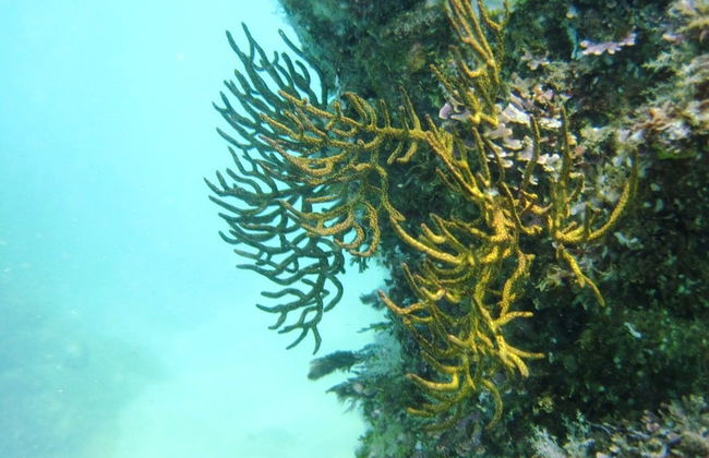 Snorkel in the Huatulco Bay - Foto 3