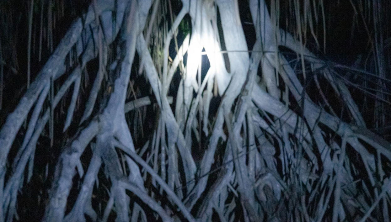 Tour nocturno por la Laguna de Manialtepec - Foto 1
