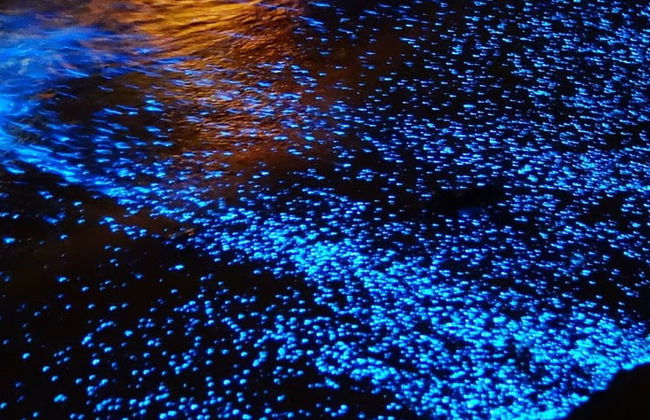 Tour nocturno por la Laguna de Manialtepec - Foto 10