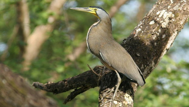 Tour de caiaque ou barco pela Isla Damas - Foto 3