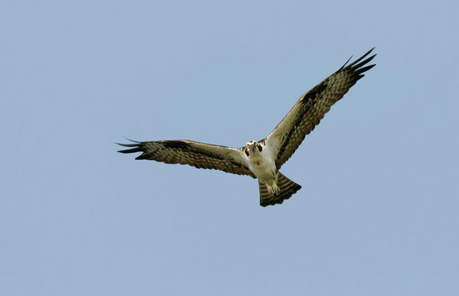 Isla Damas Kayak or Boat Tour - Foto 1