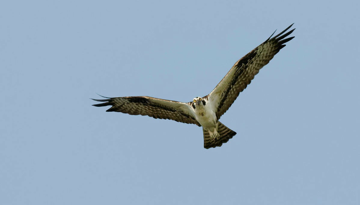Tour de caiaque ou barco pela Isla Damas - Foto 1