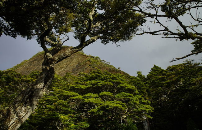 Paseo en barco al cabo Froward + Trekking a la Cruz de los Mares - Foto 3