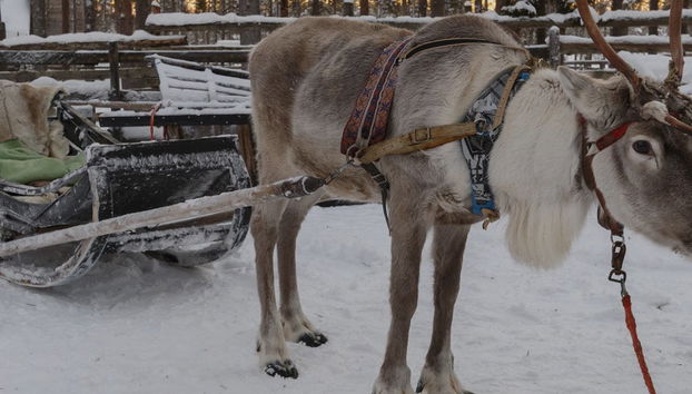 Passeio noturno de trenó de renas - Foto 4