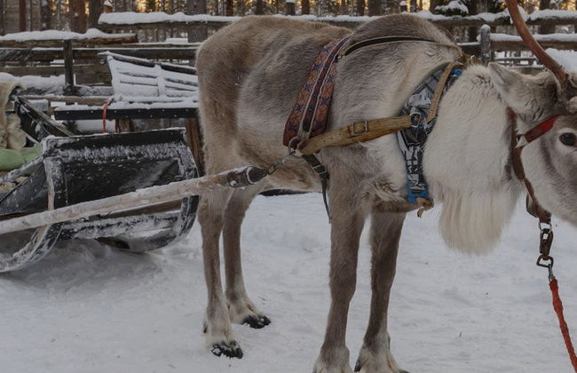 Passeio noturno de trenó de renas - Foto 1