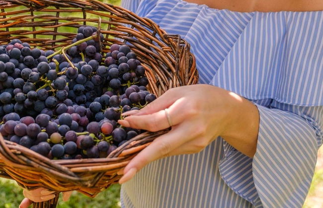 Treno Maria Fumaça + Vendemmia in un'azienda vinicola - Foto 9