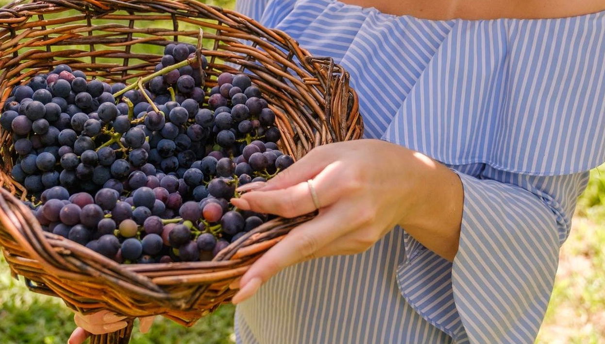 Passeio de trem Maria Fumaça + Vindima