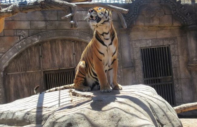 Cocodrilo Park Gran Canaria Ticket - Foto 6