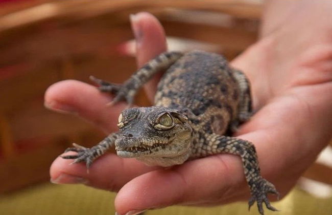 Cocodrilo Park Gran Canaria Ticket - Foto 4