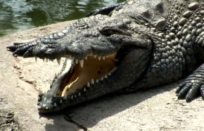 Cocodrilo Park Gran Canaria Ticket - Foto 1