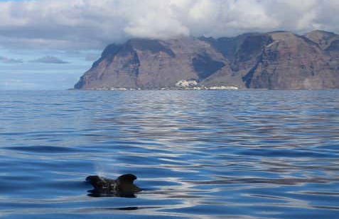 Whale + Dolphin Watching in La Gomera - Foto 6