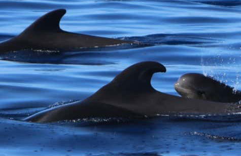 Whale + Dolphin Watching in La Gomera - Foto 7