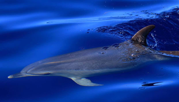 Whale + Dolphin Watching in La Gomera - Foto 4