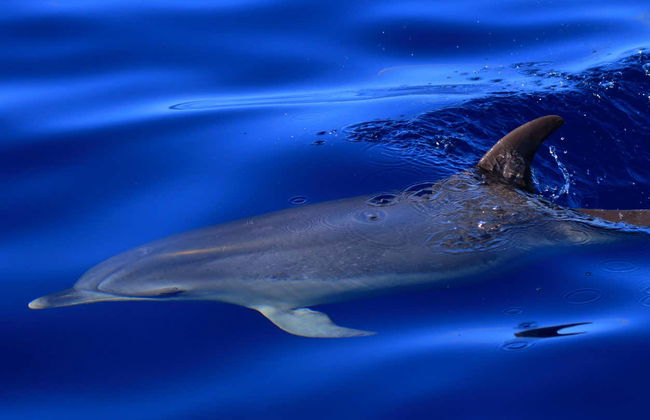 Whale + Dolphin Watching in La Gomera - Foto 4
