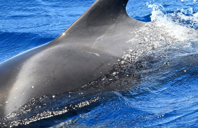 Avistamiento de delfines y ballenas en el sur de La Gomera - Foto 5