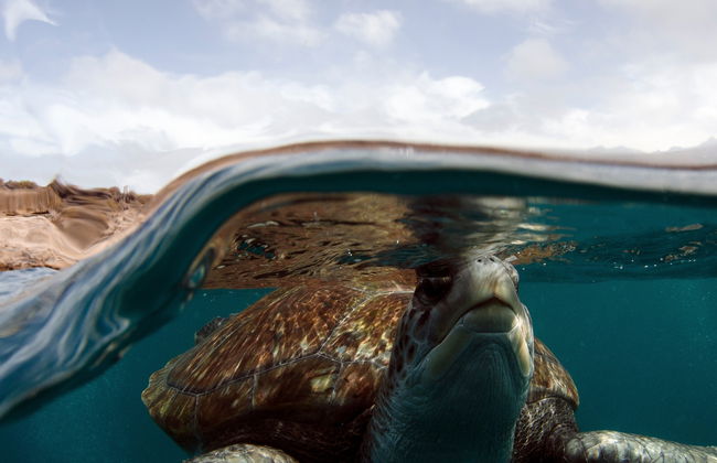 Snorkeling et observation de tortues à Tenerife - Photo 7