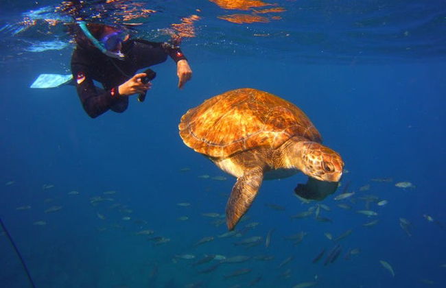 Snorkeling et observation de tortues à Tenerife - Photo 6