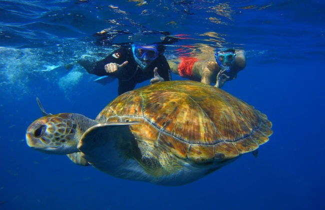 Snorkeling et observation de tortues à Tenerife - Photo 4