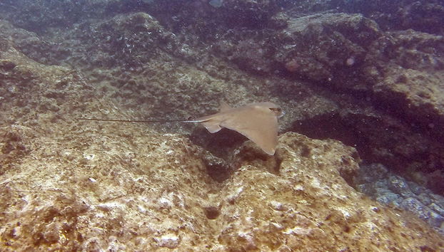 Mantarraya en la playa de Papagayo