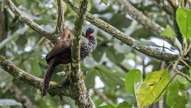 Paseo en balsa de bambú por Quimbaya - Foto 4