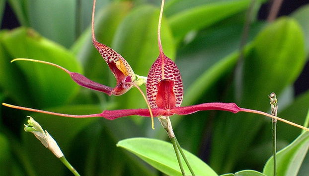 Paseo en balsa de bambú por Quimbaya - Foto 5