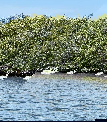 Foto de Excursión privada al delta del Salum