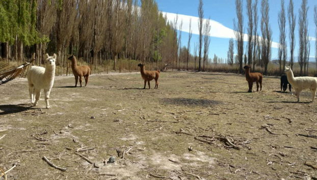Escursione a Jáchal, Rodeo e Pismanta - Foto 2