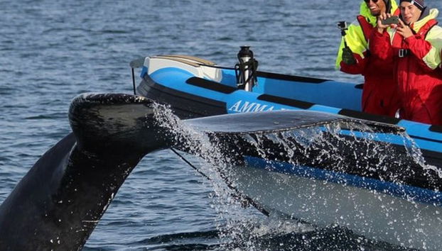 Whale Watching by Speedboat - Photo 2