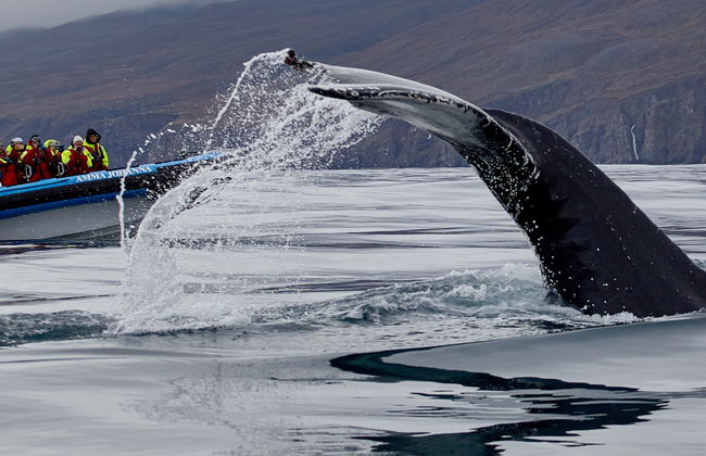 Avistamiento de ballenas en lancha rápida - Foto 5