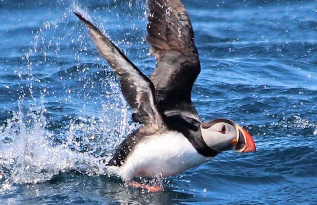 Avistamiento de ballenas en lancha rápida - Foto 4