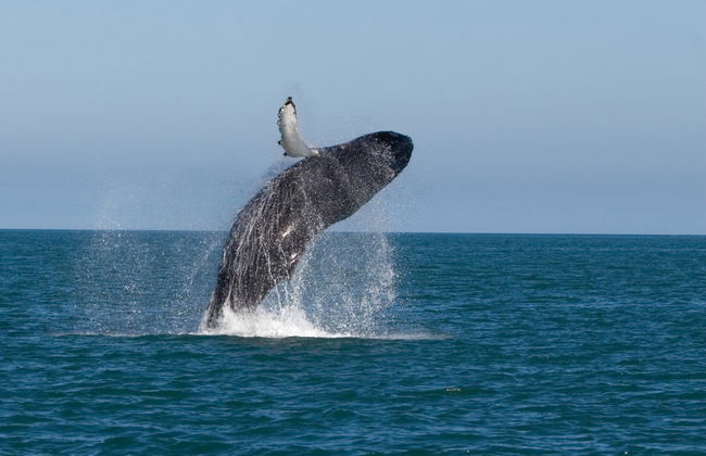 Avistamento de baleias de lancha - Foto 1