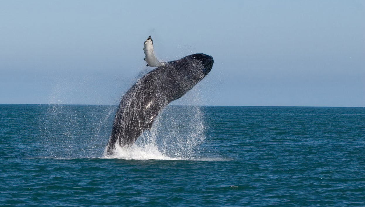 Whale Watching by Speedboat - Photo 1
