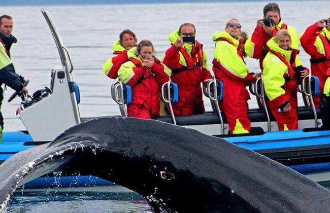 Avistamiento de ballenas en lancha rápida - Foto 2