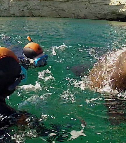 Foto de Snorkel con lobos marinos en Punta Loma