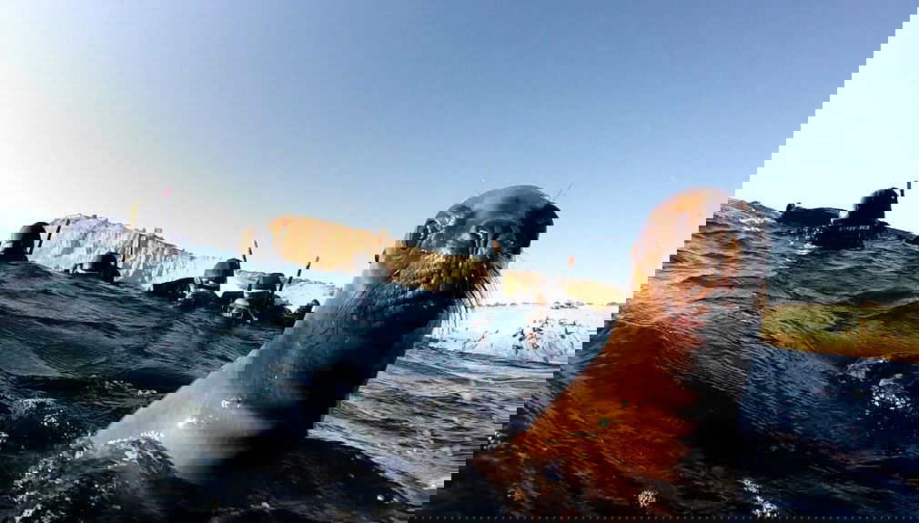 Snorkeling avec les otaries à Punta Loma - Photo 1