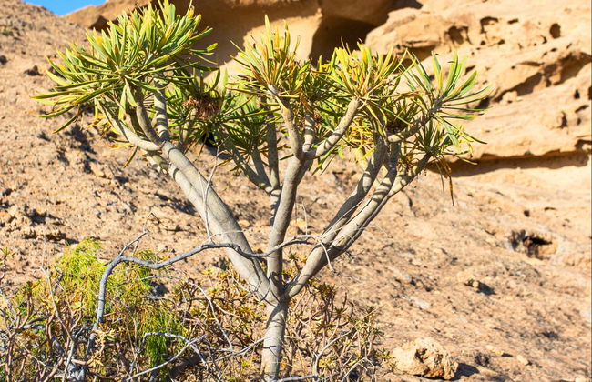 Passeio a cavalo pelo sul de Tenerife - Foto 5