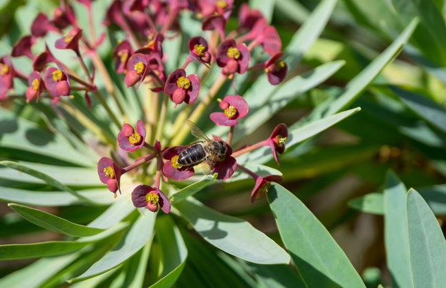 Passeio a cavalo pelo sul de Tenerife - Foto 7