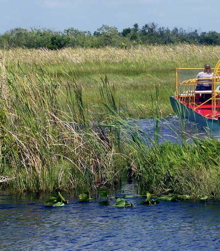 Foto de Excursión a los Everglades