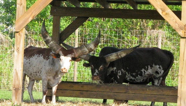 Escursione alle Everglades - Foto 3