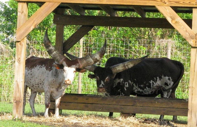 Escursione alle Everglades - Foto 3