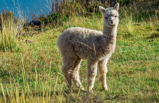 Excursión a Sillustani - Foto 3