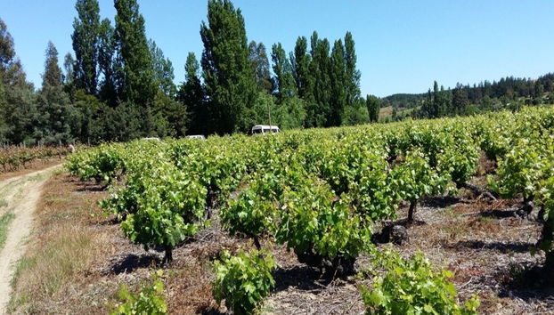 Tour de viñedos y bodegas por el valle de Itata - Foto 3