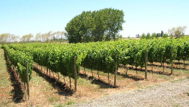 Tour de viñedos y bodegas por el valle de Itata - Foto 4