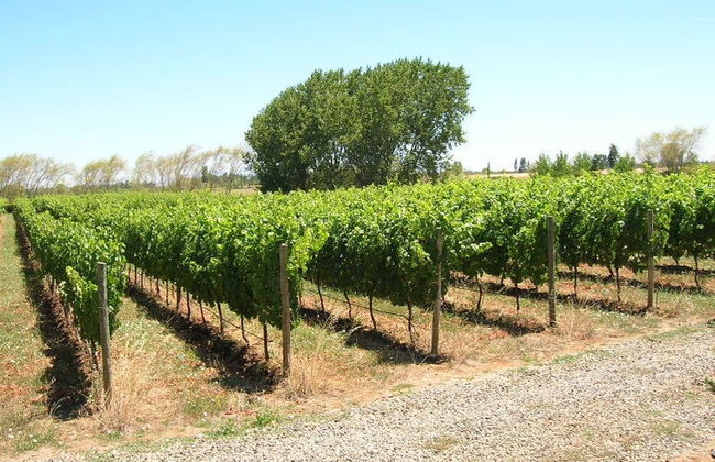 Tour de viñedos y bodegas por el valle de Itata - Foto 4