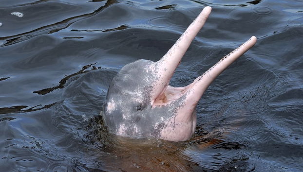 Rio Negro Tour - Foto 2