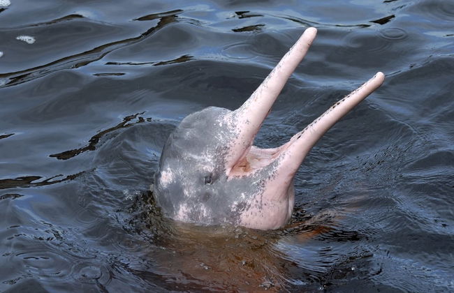 Rio Negro Tour - Foto 2