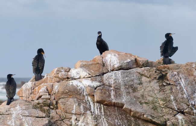 Birdwatching in Foz - Photo 2